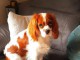 Chiots cavalier king Charles disponibles pour adoption 