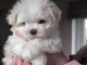 Chiot bichon maltais mal à donner 