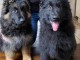 Chiots berger allemand mâle et femelle 