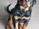 Dons chiots Rottweiler 