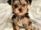 Chiots yorkshire terrier disponible 