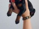 DOBERMAN chiots à vendre