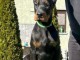 DOBERMAN chiots à vendre