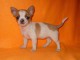 je fais don de mon Chiot type Chiot chihuahua femelle 3 mois