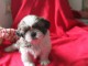 Chiot type shih tzu femelle non lof a donner/ pour adoption urgen