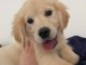 Adoption chiots type golden retriever 