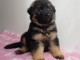 Très beau chiots berger allemand 