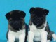 Akita américain chiots à vendre