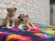 Shiba Inu chiots à vendre