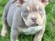 Chiots bully pocker disponibles pour adoption 