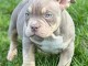 Magnifique chiots bully pocker disponibles pour adoption 