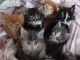 Adorables chatons  Maine Coon A Donner