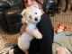 Adorable chiot bichon maltais femelle a donner