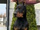 DOBERMAN chiots à vendre