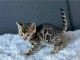 Chaton Bengal disponibles de suite 