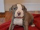 Chiots PITBULL Americain pour adoption