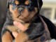 Femelle chiot rottweiler a donner 