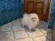 Je donner chiot spitz nain disponibles 