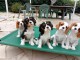 Adorable chiot cavalier king charles blenheim à donner 