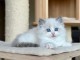 Je donne chaton ragdoll disponible 