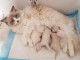 A donner chaton de race ragdoll