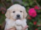 Chiots golden retriever