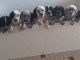 Chiots setter anglais disponibles pour adoption 