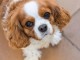 Chiot cavalier king Charles