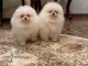 chiots spitz allemand disponible de suite 