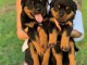 Don et adoption rottweiller