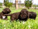 Lagotto Romagnolo chiots