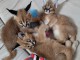 chatons serval et caracal disponibles 