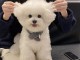 Bb chiot bichon frisé disponibles 