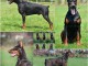 Doberman chiots à vendre