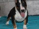 Bull Terrier miniature chiots