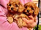 Cavapoo chiots à vendre