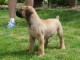 Boerboel (Mâtin sud-africain) chiots