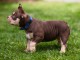 American Bully chiots