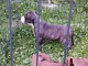 American Staffordshire Terrier chiots