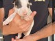 Bull-terrier standard chiots