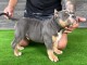 American Bully Pocket chiots