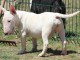 Bull Terrier miniature chiots