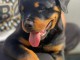 Chiot rottweiler à adopter 