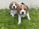 Chiot beagle a donner 