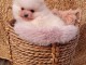 chiots Pomeranie disponible de suite 