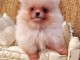 chiots Pomeranie disponible de suite 