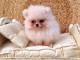 chiots Pomeranie disponible de suite 