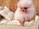 chiots Pomeranie disponible de suite 