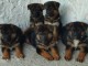 Berger allemand chiots