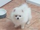 Chiot spitz allemand 